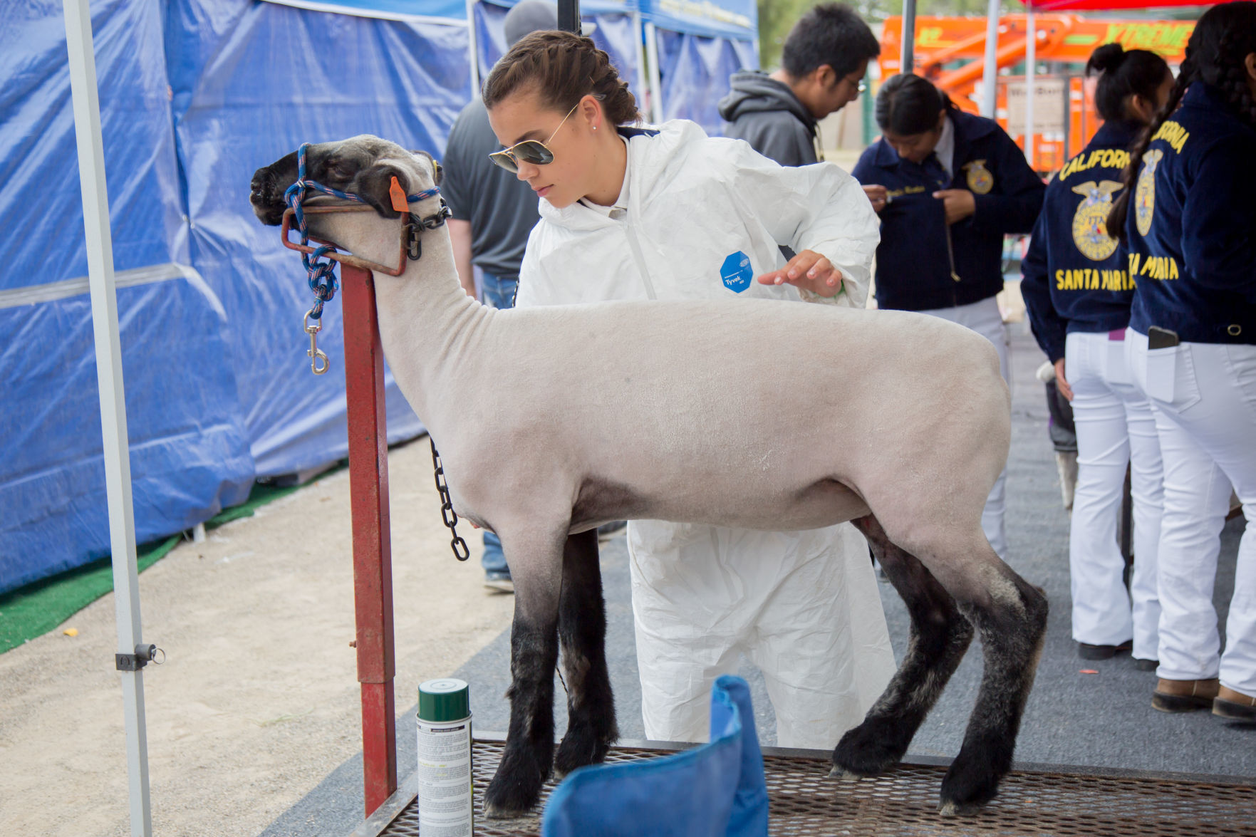 070919 SB Fair Animal Judging 12.jpg